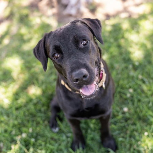 Maggy - Adopted!