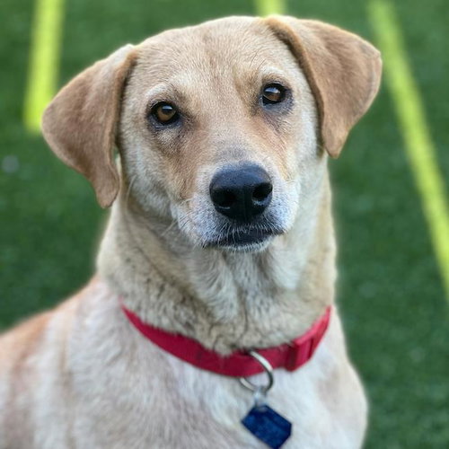 Mandie - Adopted!, an adoptable Golden Retriever in San Diego, CA