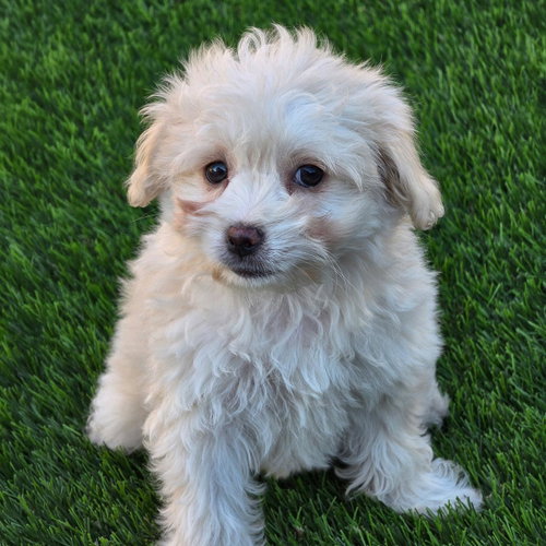 Pizza Pup - Pepperoni - Adopted!, an adoptable Maltese in San Diego, CA