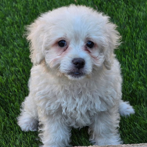 Pizza Pup - Margherita, an adoptable Maltese in San Diego, CA