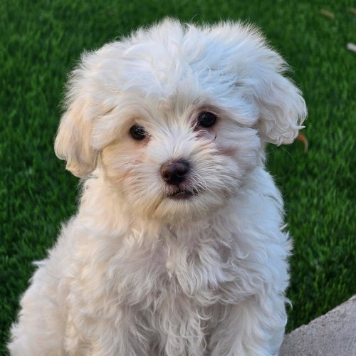 Pizza Pup - Meatball, an adoptable Maltese in San Diego, CA