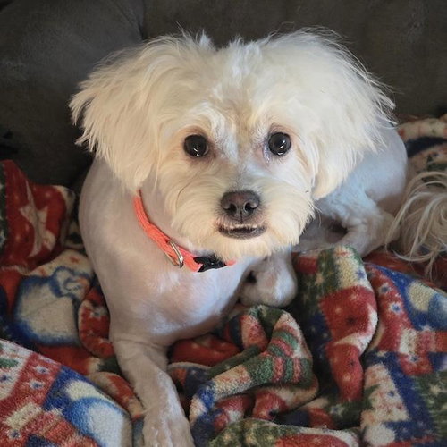 Tammy, an adoptable Maltese in San Diego, CA