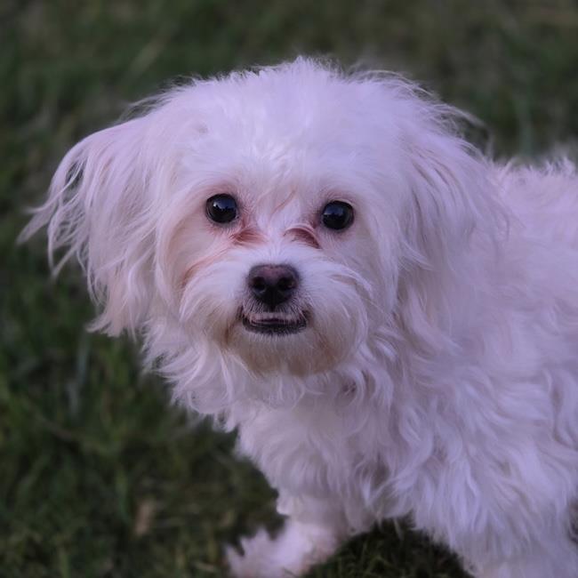 Tammy - Adopted!