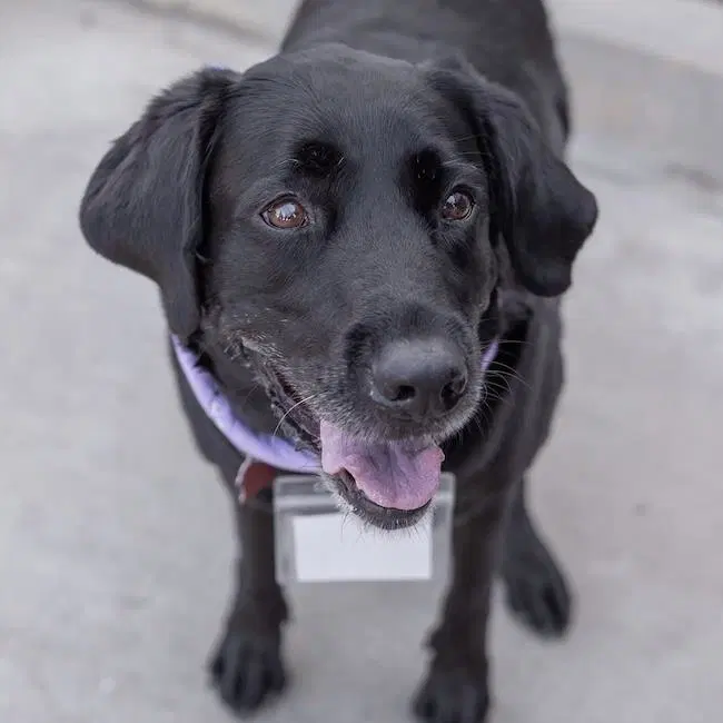 Runa - Labrador Retriever