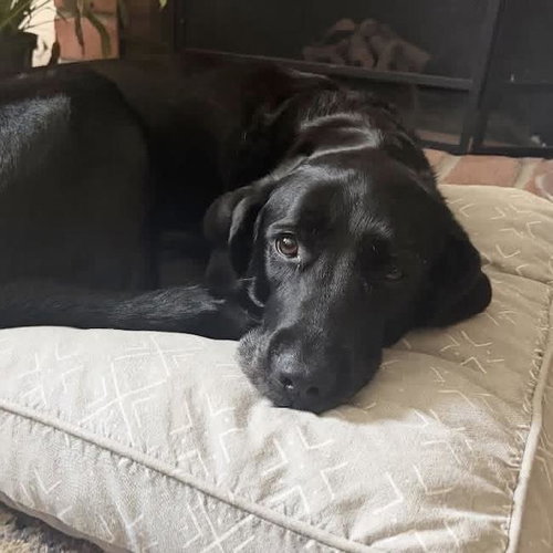 Runa, Labrador Retriever