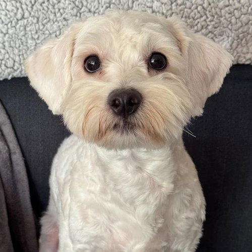 Timmy - Adopted!, an adoptable Maltese in San Diego, CA