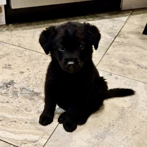 Woofles, an adoptable Terrier in San Diego, CA