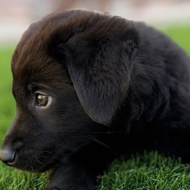 Woofles