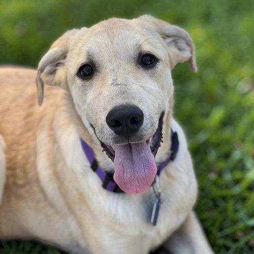 Twyla, an adoptable Labrador Retriever in San Diego, CA
