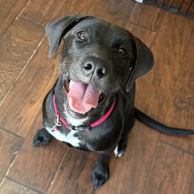 Braya - Medical - Labrador Retriever