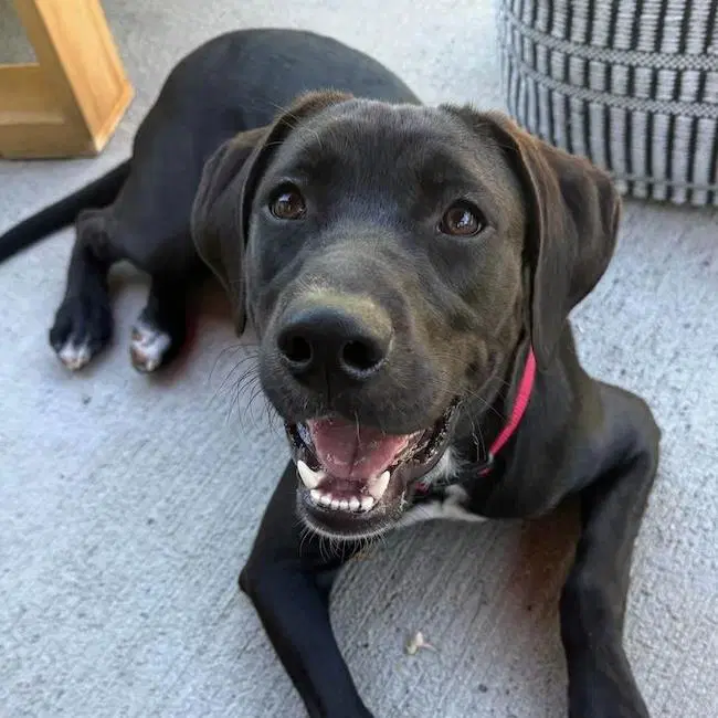 Braya - Medical - Labrador Retriever