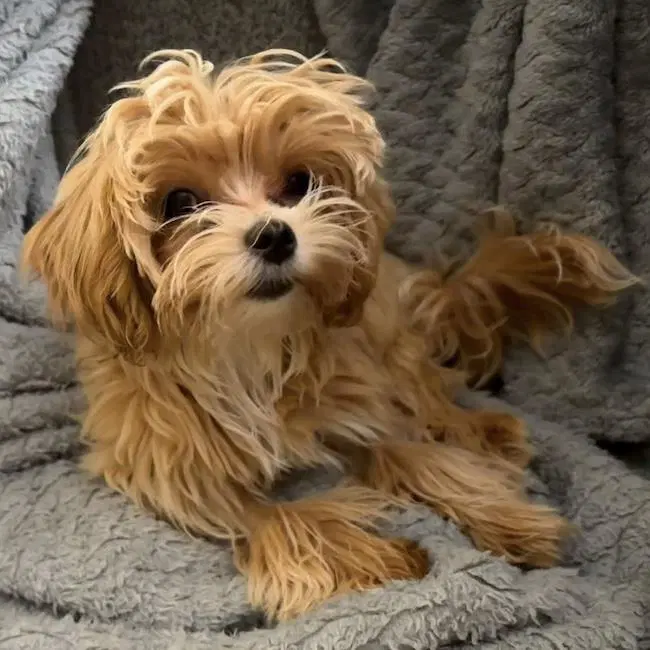Jezze - Maltese