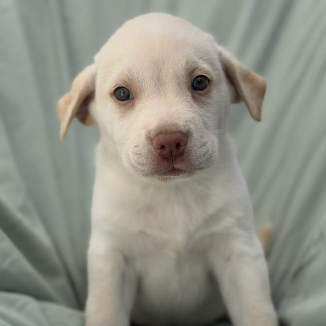 Soccer Pup - Folarin