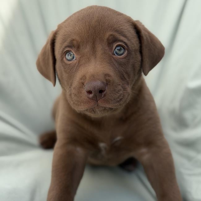 Soccer Pup - Ream
