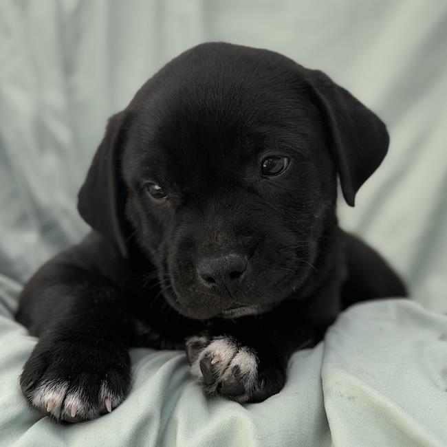Soccer Pup - Lamine