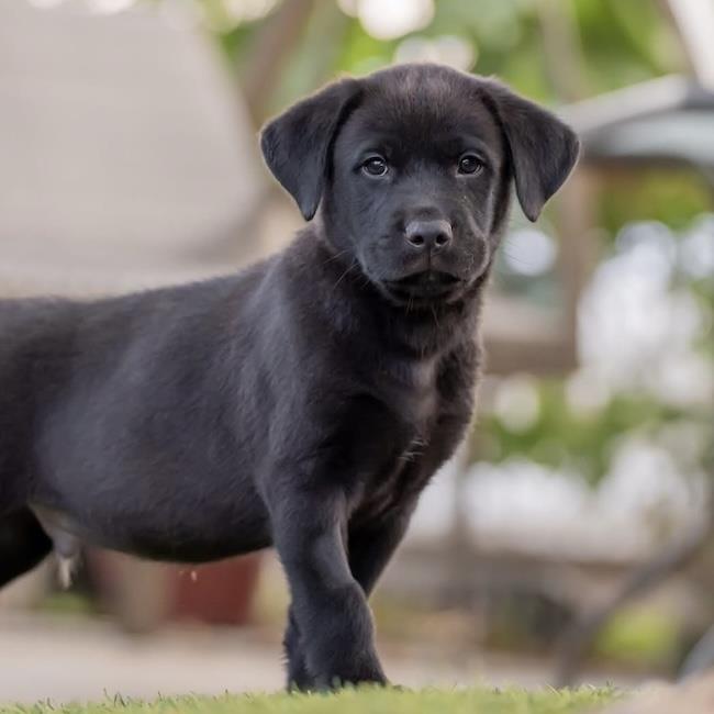 Soccer Pup - Kane - Waitlist Full