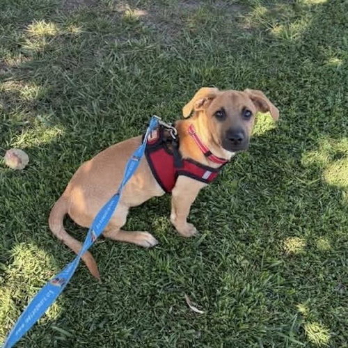 Lego Pup - Dino, Chihuahua / Terrier / Mixed