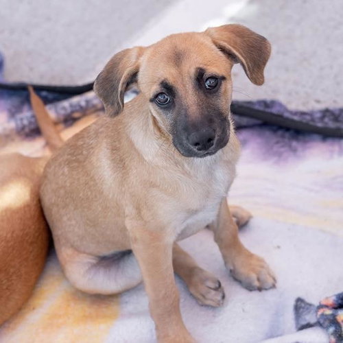 picture of the dog needing adoption