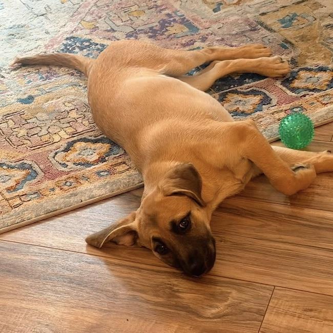 Lego Pup - Galaxy, photo 3