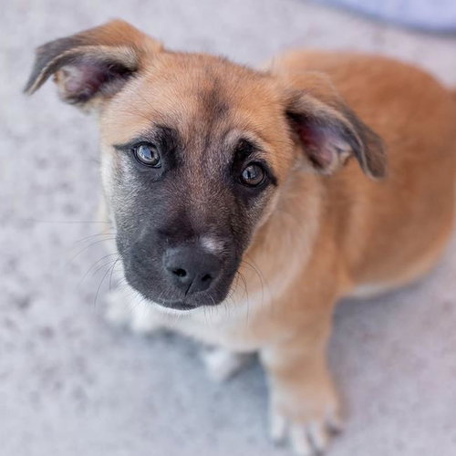picture of the dog needing adoption