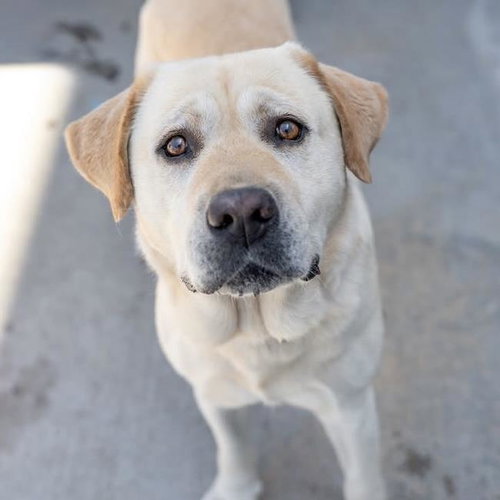 Zeke, photo 2