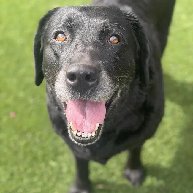 Tasha - Labrador Retriever