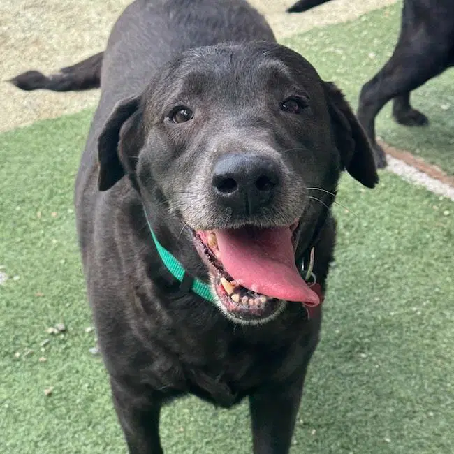 Toots - Labrador Retriever