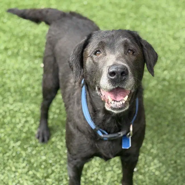 Toots - Labrador Retriever