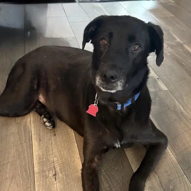 Glory - Medical - Labrador Retriever