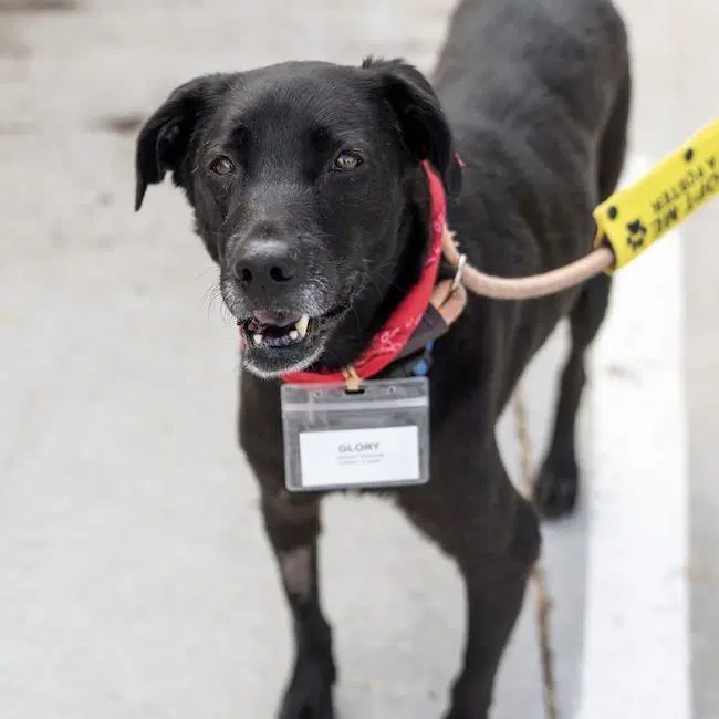Glory - Medical - Labrador Retriever