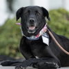 Glory — San Diego, CA Adoption