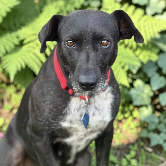 Moana - Labrador Retriever