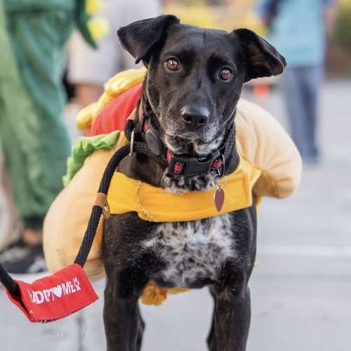 Moana, Labrador Retriever / Mixed