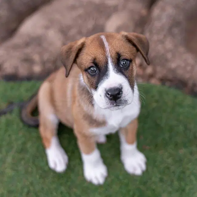 Muppet Pup - Janice - Boxer