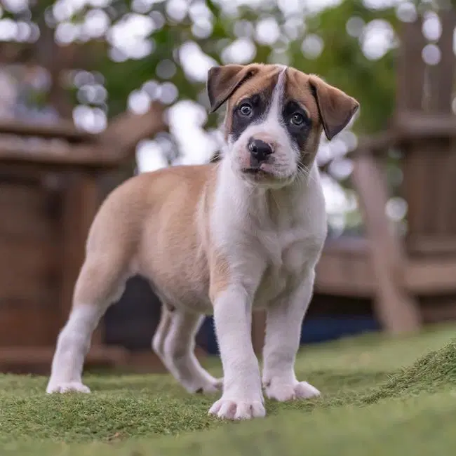 Muppet Pup - Gonzo - Boxer