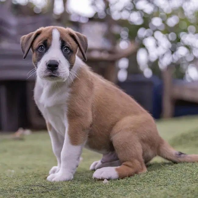 Muppet Pup - Animal - Boxer