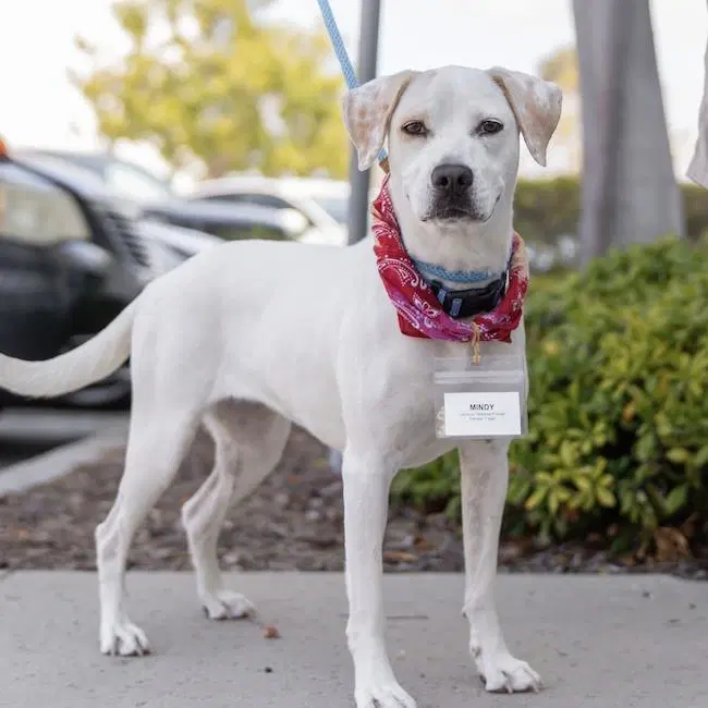 Mindy - Pointer and Lab