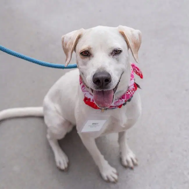Mindy - Pointer and Lab