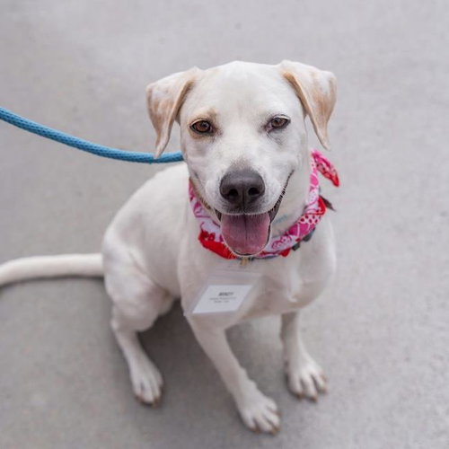 picture of the dog needing adoption