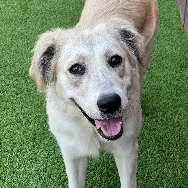Crema - Great Pyrenees