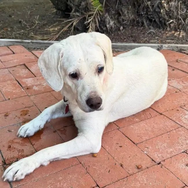 Elinda - Labrador Retriever