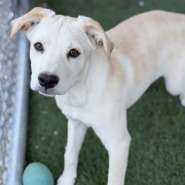 Ricky - Labrador Retriever