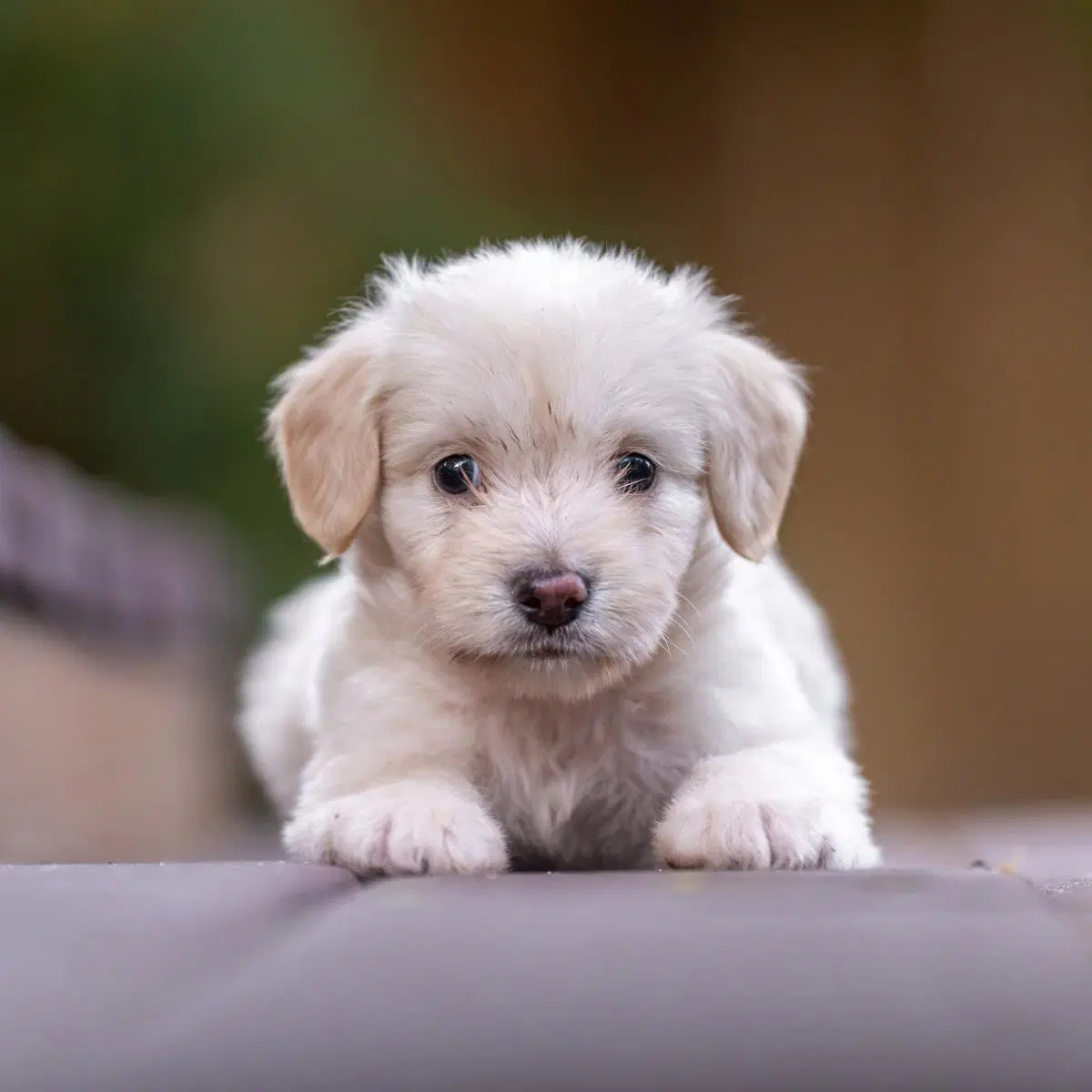 Noodle Pup - Rigatoni - Wirehaired Fox Terrier