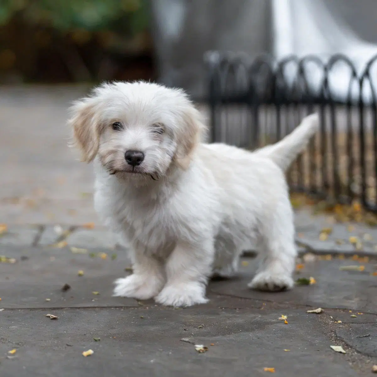 Noodle Pup - Rigatoni - Wirehaired Fox Terrier