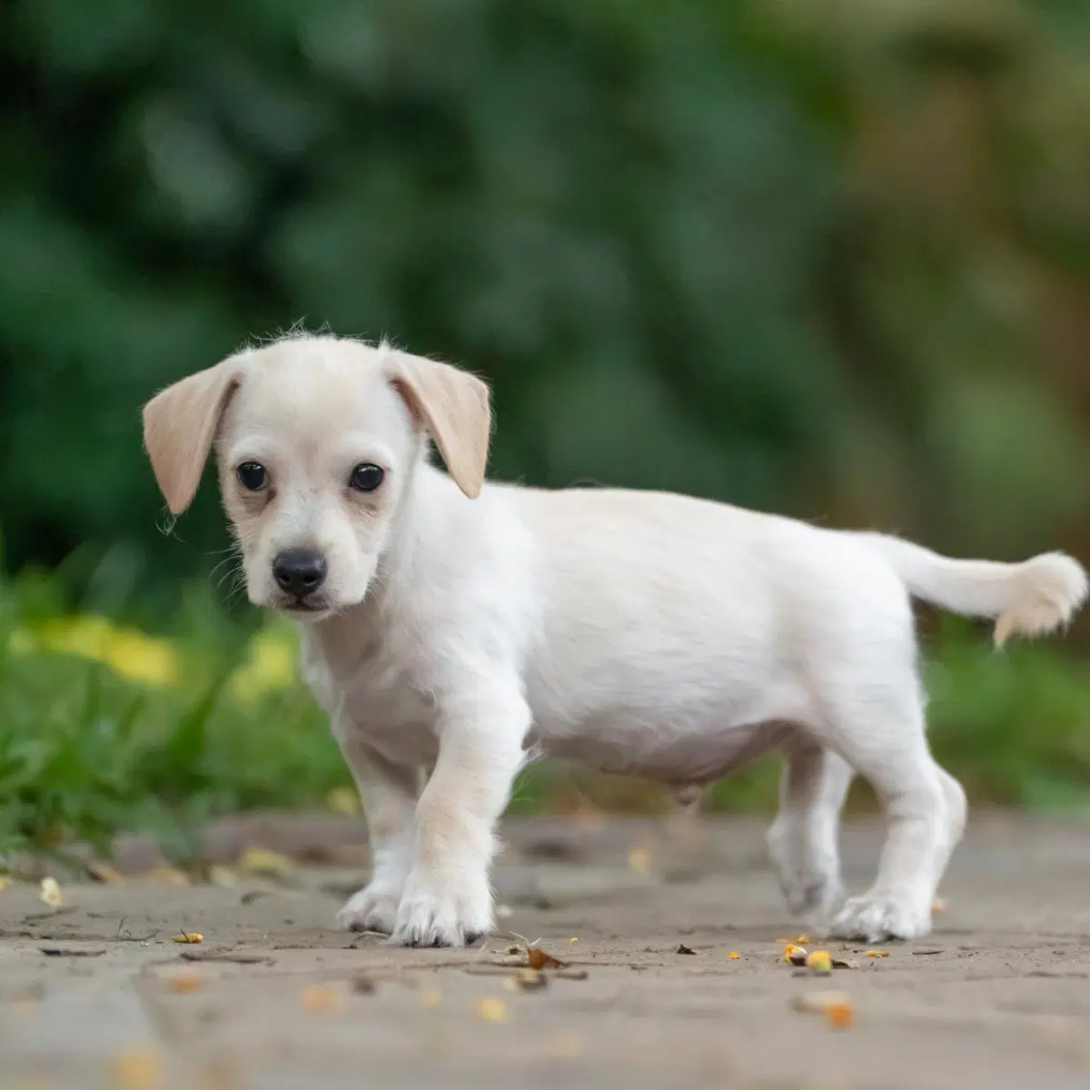 Noodle Pup - Ravioli - Wirehaired Terrier