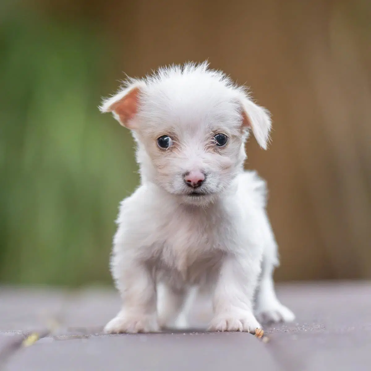Noodle Pup - Tortellini - Wirehaired Fox Terrier