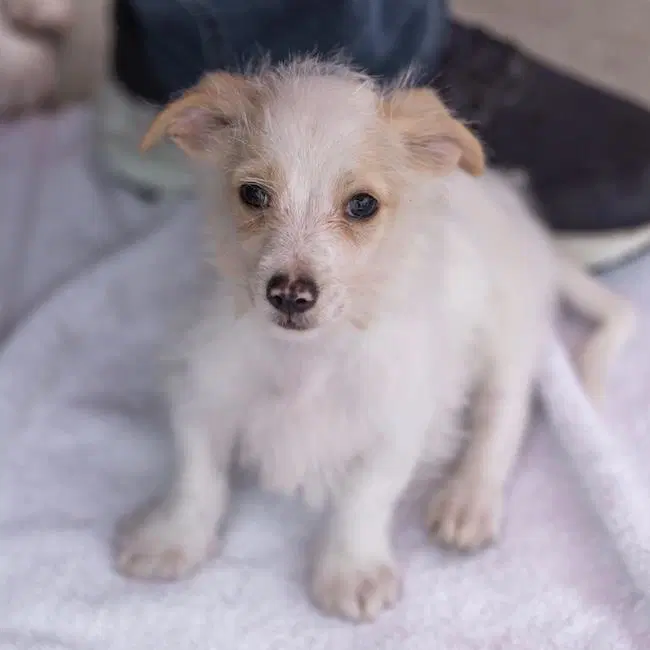 Noodle Pup - Tortellini - Wirehaired Fox Terrier