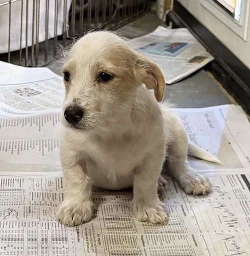 Noodle Pup - Tortellini, Wirehaired Fox Terrier / Poodle (Miniature) / Mixed