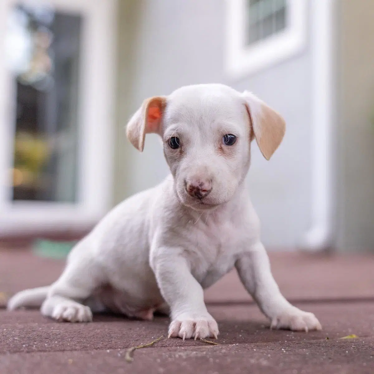 Noodle Pup - Bucatini - Wirehaired Fox Terrier