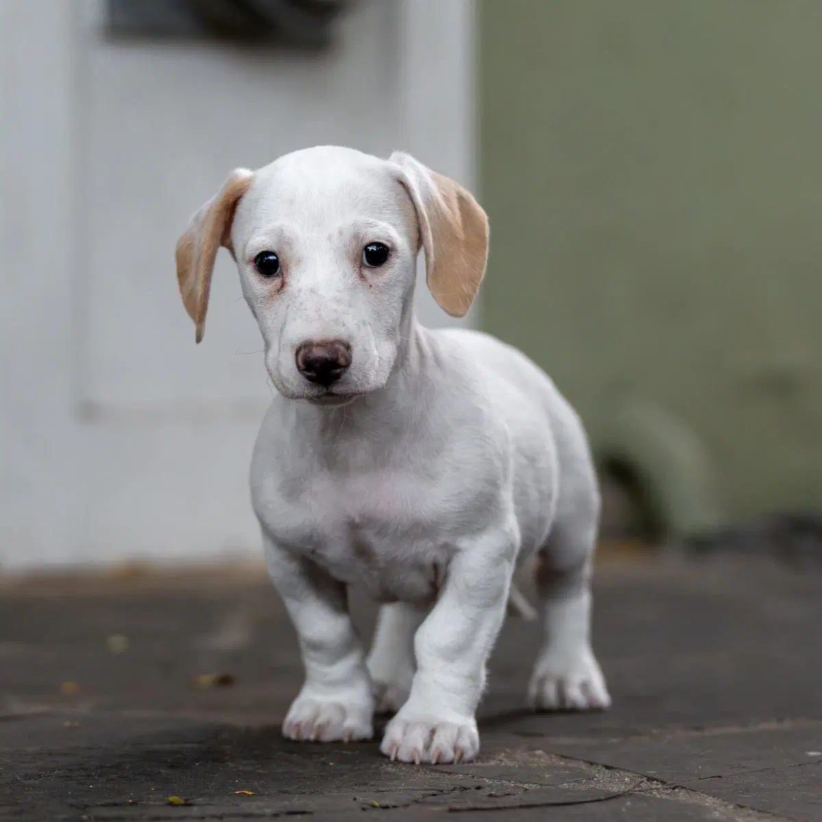 Noodle Pup - Bucatini - Wirehaired Fox Terrier